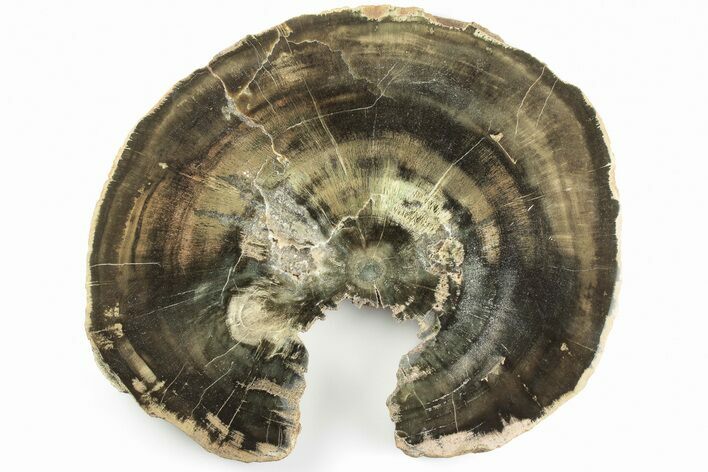 Triassic Petrified Wood (Woodworthia) Round - Zimbabwe #198986